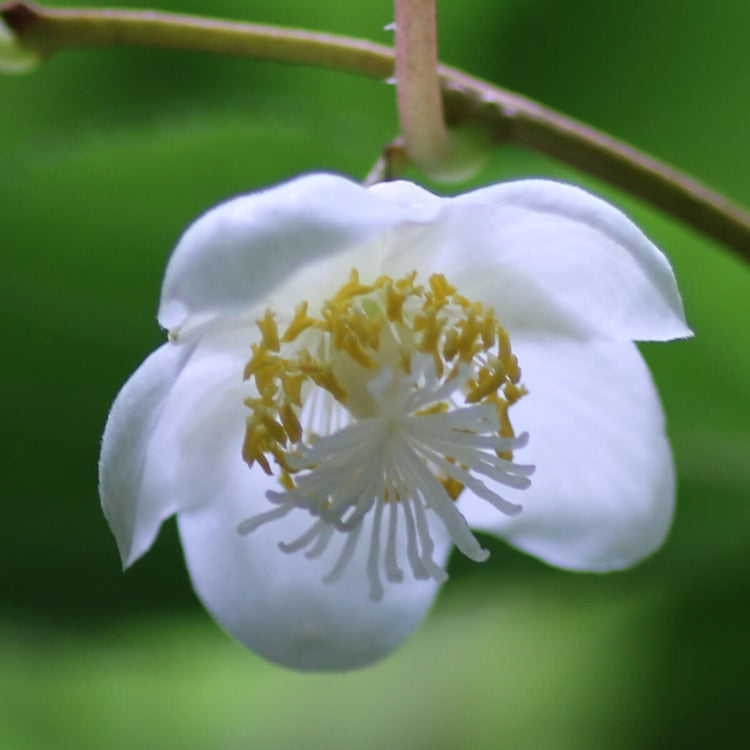 Actinidia Polygama Seeds - Flower Plant