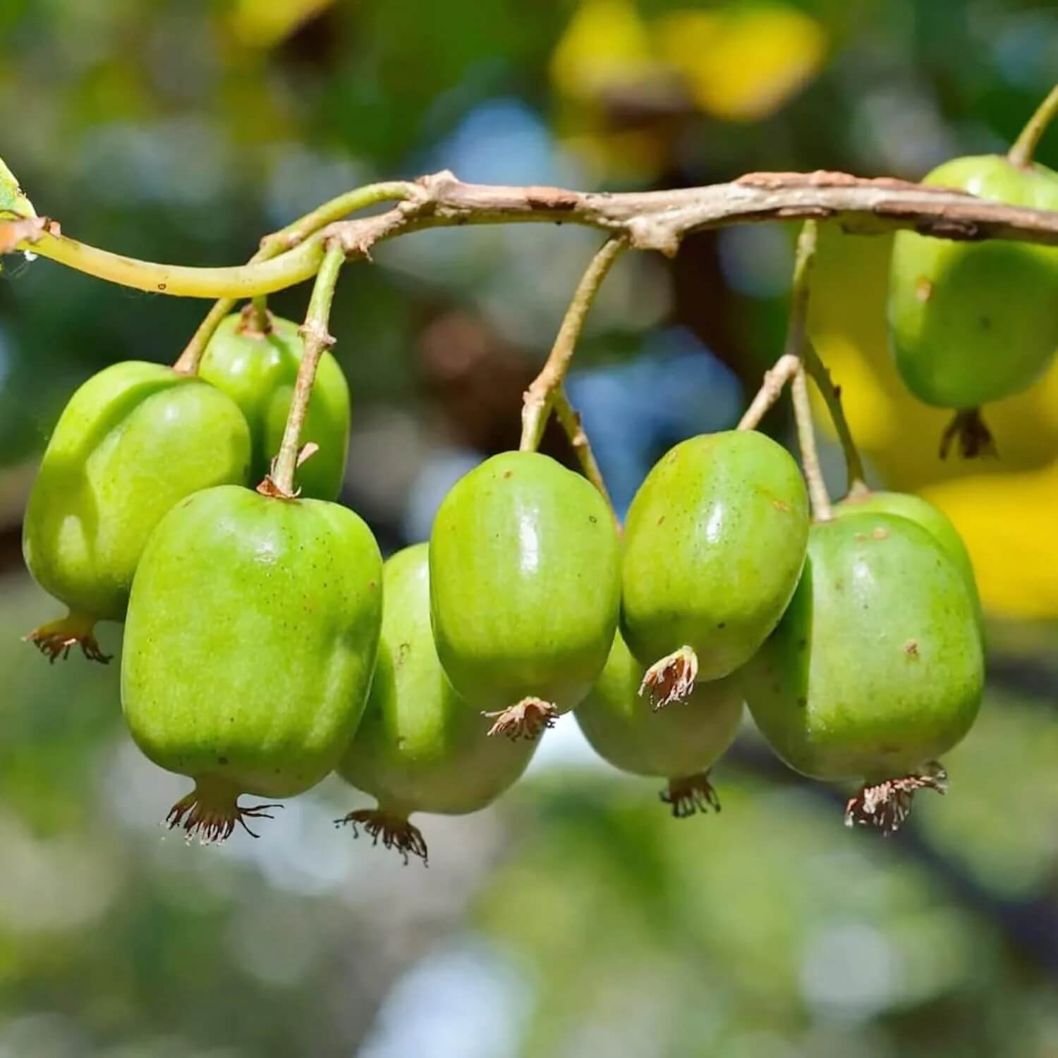 Actinidia arguta Seeds – Hardy Kiwi Vine