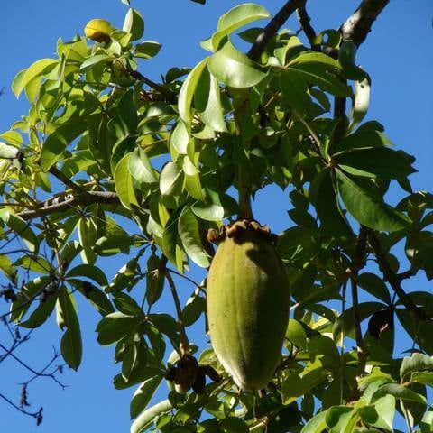 Adansonia Digitata Baobab Seeds 