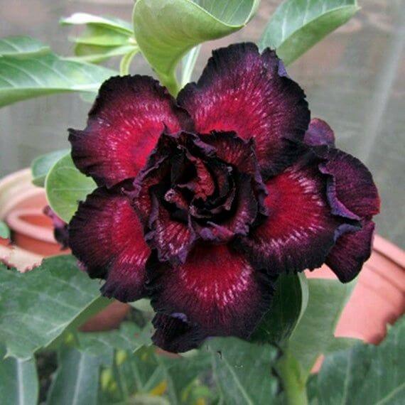 Adenium Seeds – Black – Wildflower