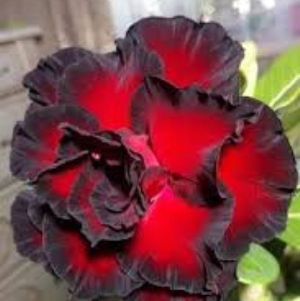 Adenium Seeds – Black – Wildflower