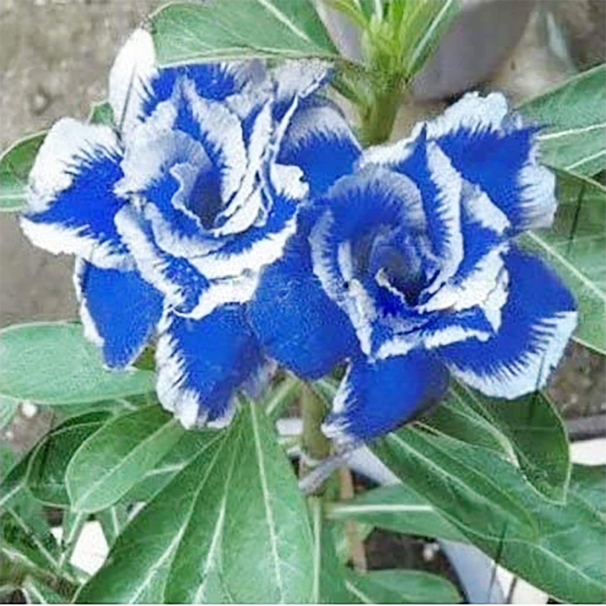 Adenium Seeds – Blue White Desert Rose
