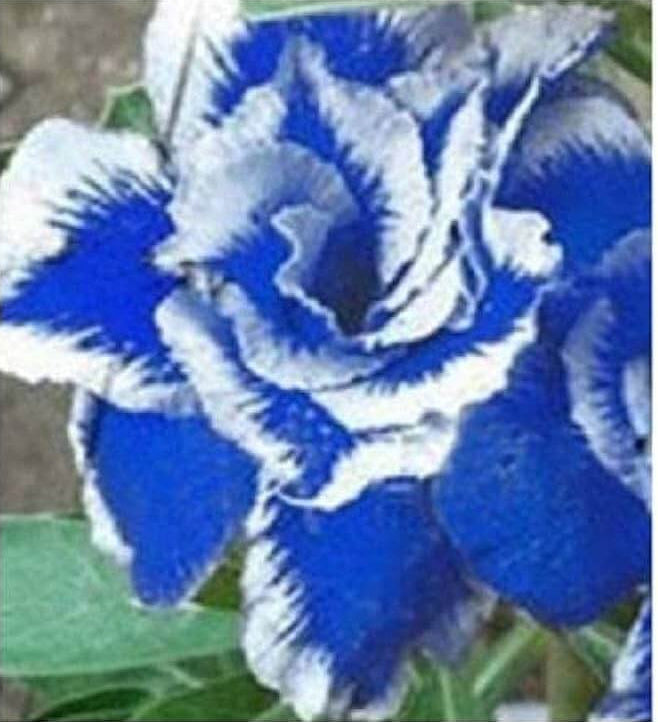 Adenium Seeds – Blue White Desert Rose
