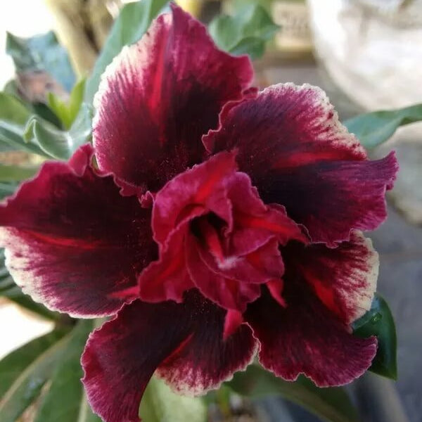 Adenium Seeds – Burgundy