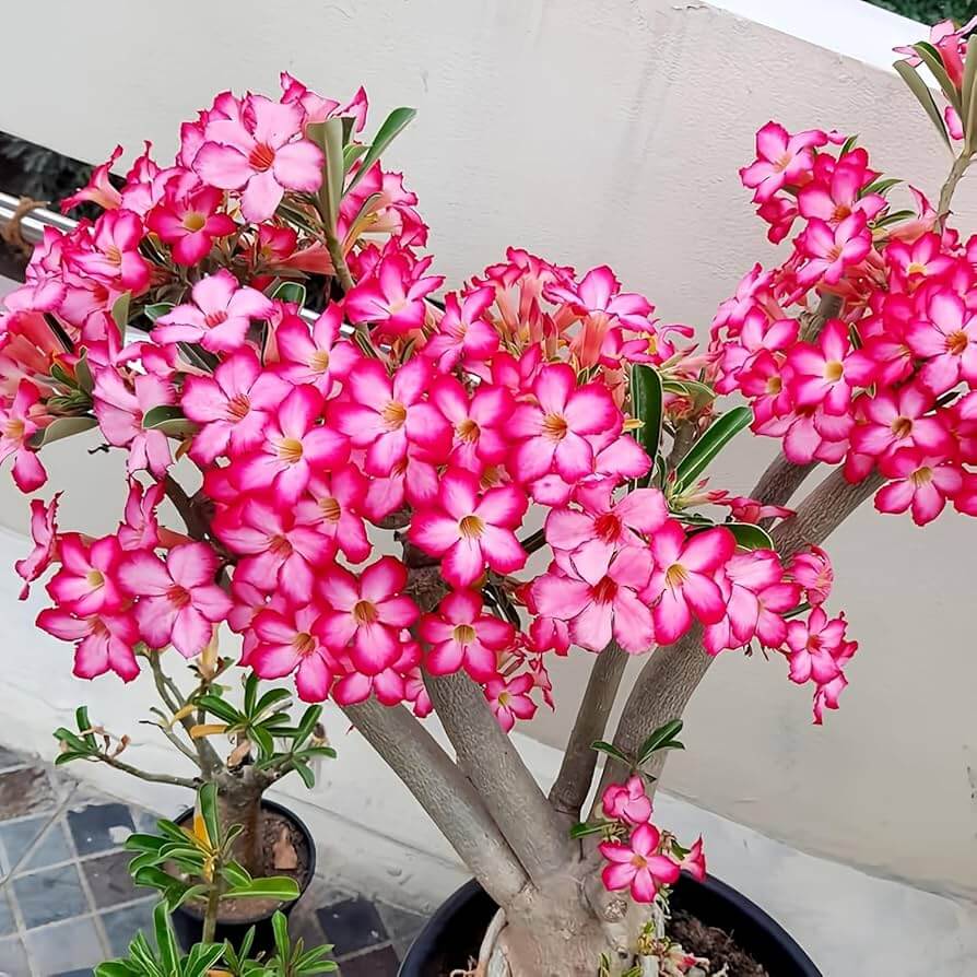 Adenium Obesum Desert Rose Seeds