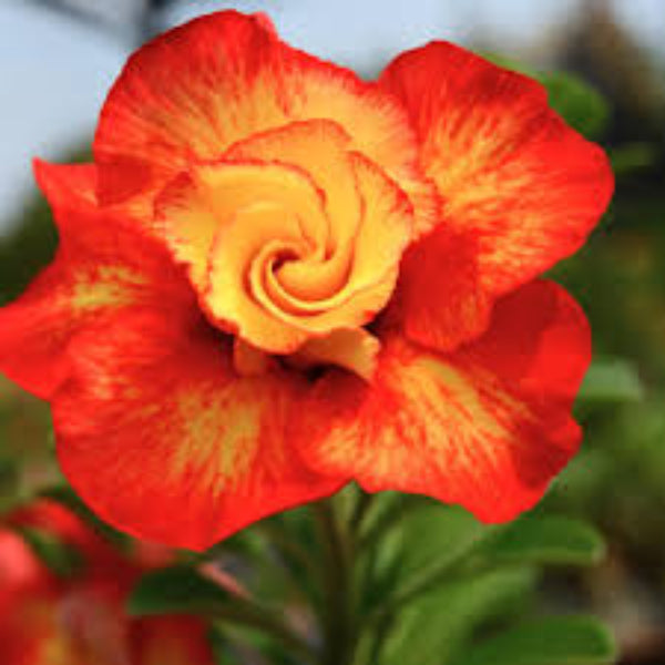 Adenium Seeds – Orange