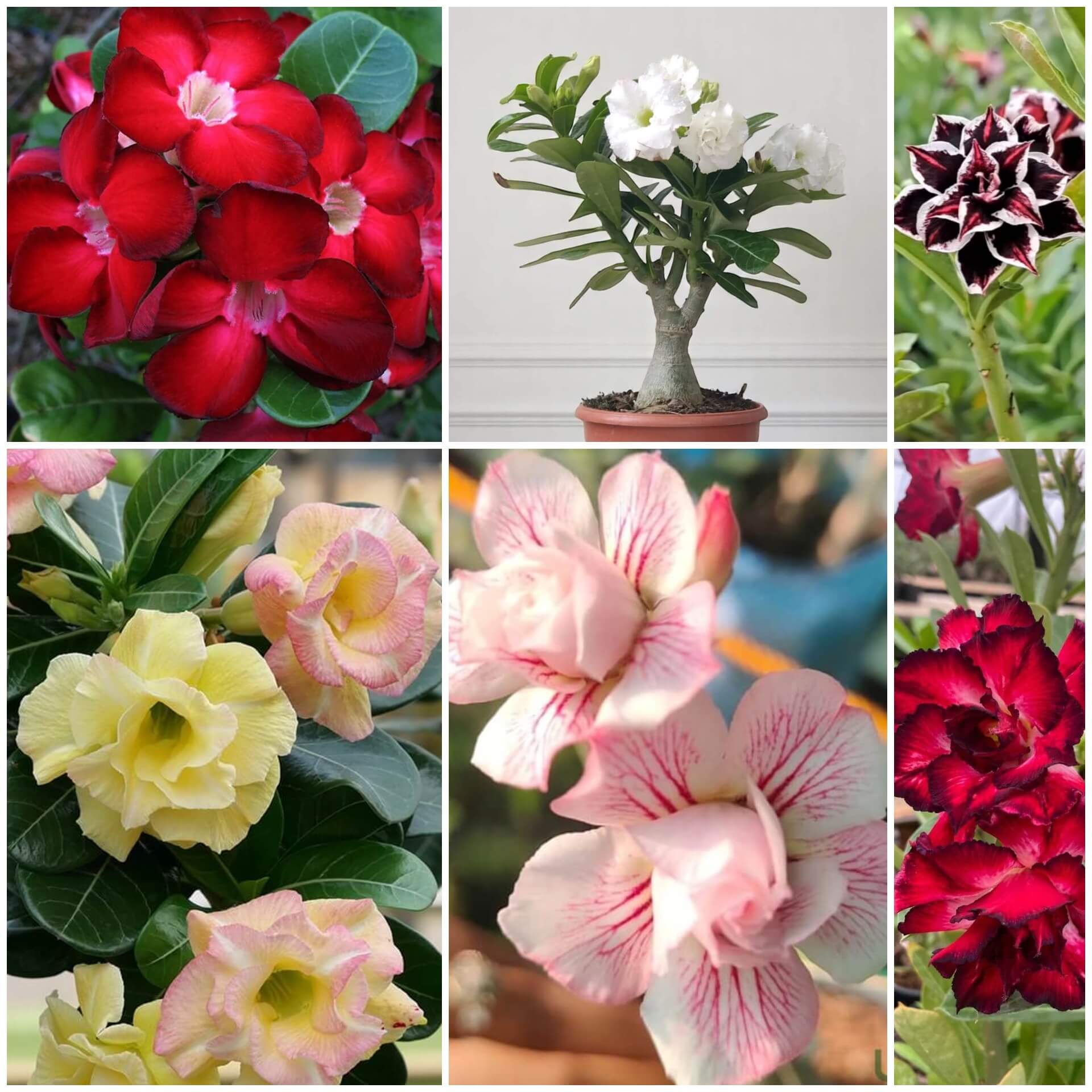 Adenium Seeds - All In One For Home Gardens