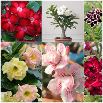 Adenium Seeds - All In One For Home Gardens