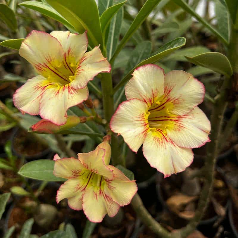 Adenium Seeds - All In One For Home Gardens