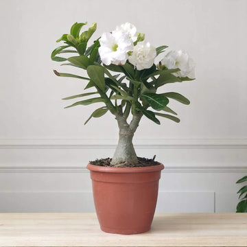 Adenium Seeds - All In One For Home Gardens