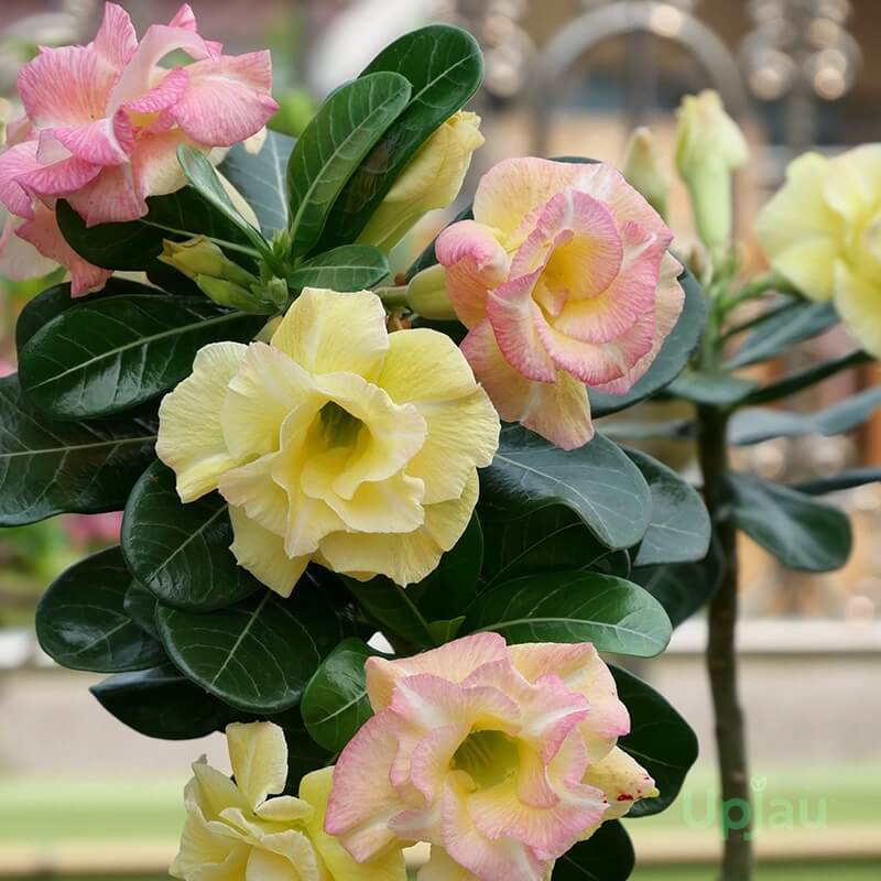Adenium Seeds - All In One For Home Gardens