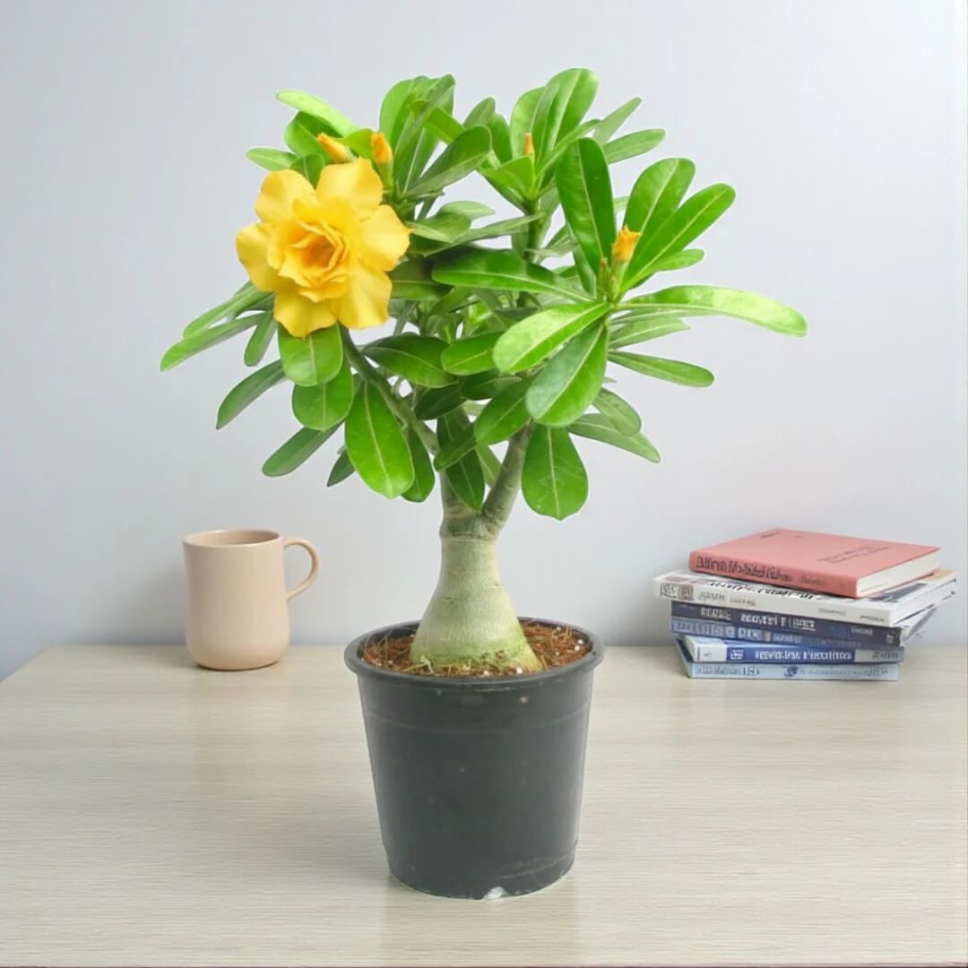 Adenium Seeds - All In One For Home Gardens