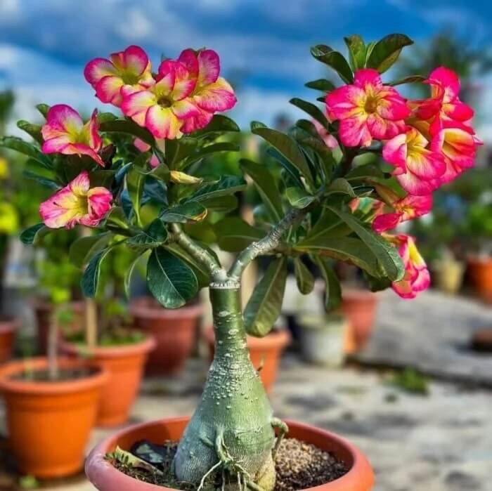 Adenium Seeds - All In One For Home Gardens