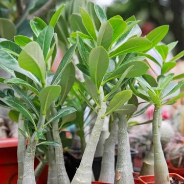 Adenium Seeds - All In One For Home Gardens