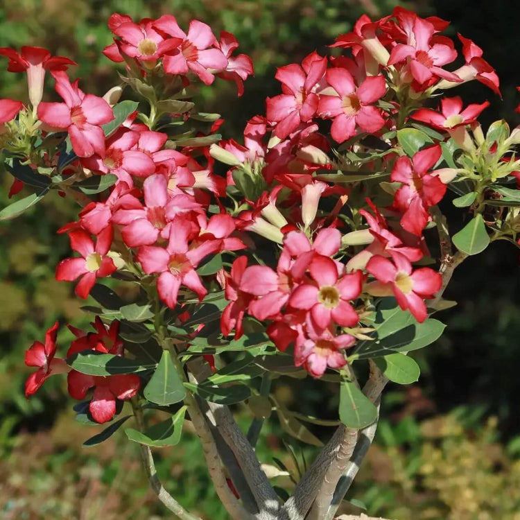 Adenium Seeds - Flower Plant for Home Gardens