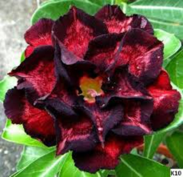 Adenium Seeds – Black Red