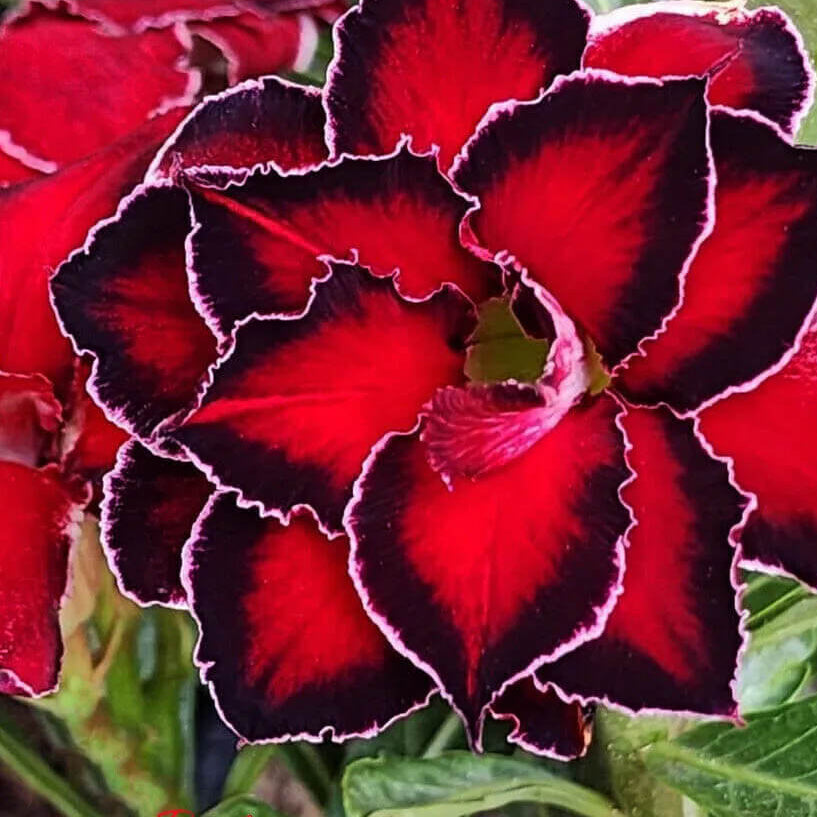 Adenium Seeds – Black Red
