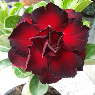 Adenium Seeds – Black Red