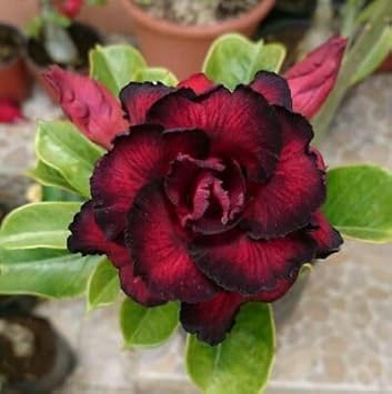 Adenium Seeds – Black – Wildflower