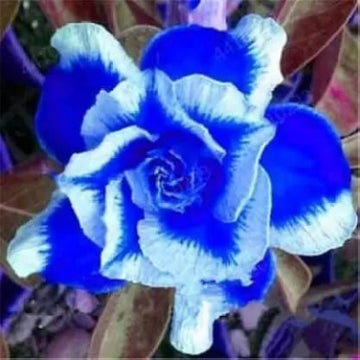 Adenium Seeds – Blue White Desert Rose
