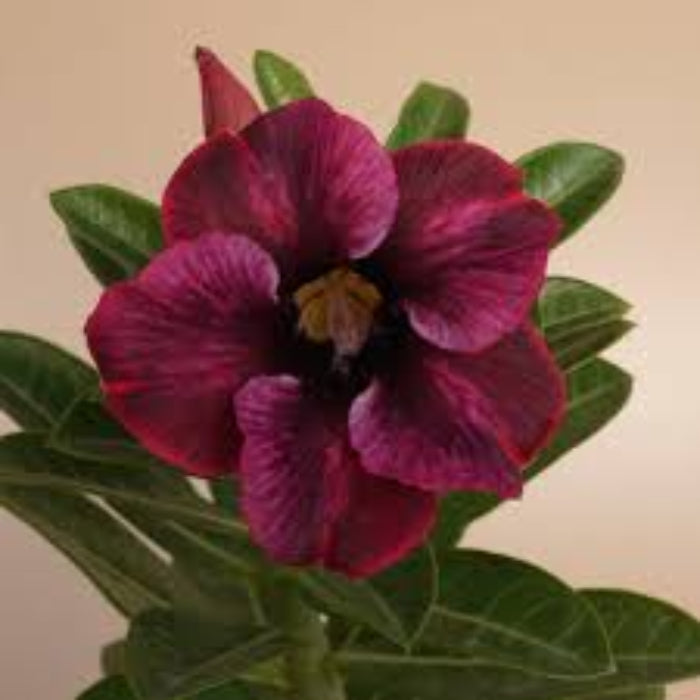 Adenium Seeds – Burgundy