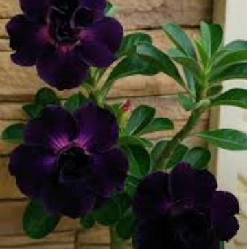 Adenium Seeds – Dark Purple