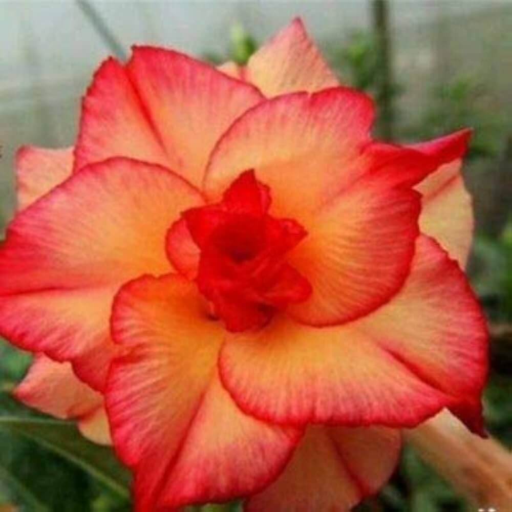 Adenium Seeds – Orange