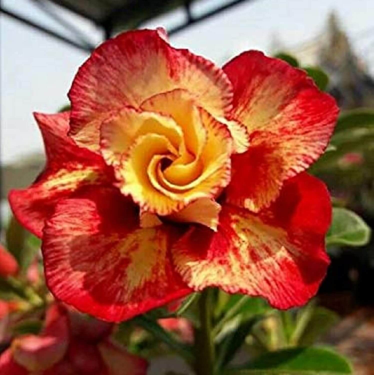 Adenium Seeds – Orange