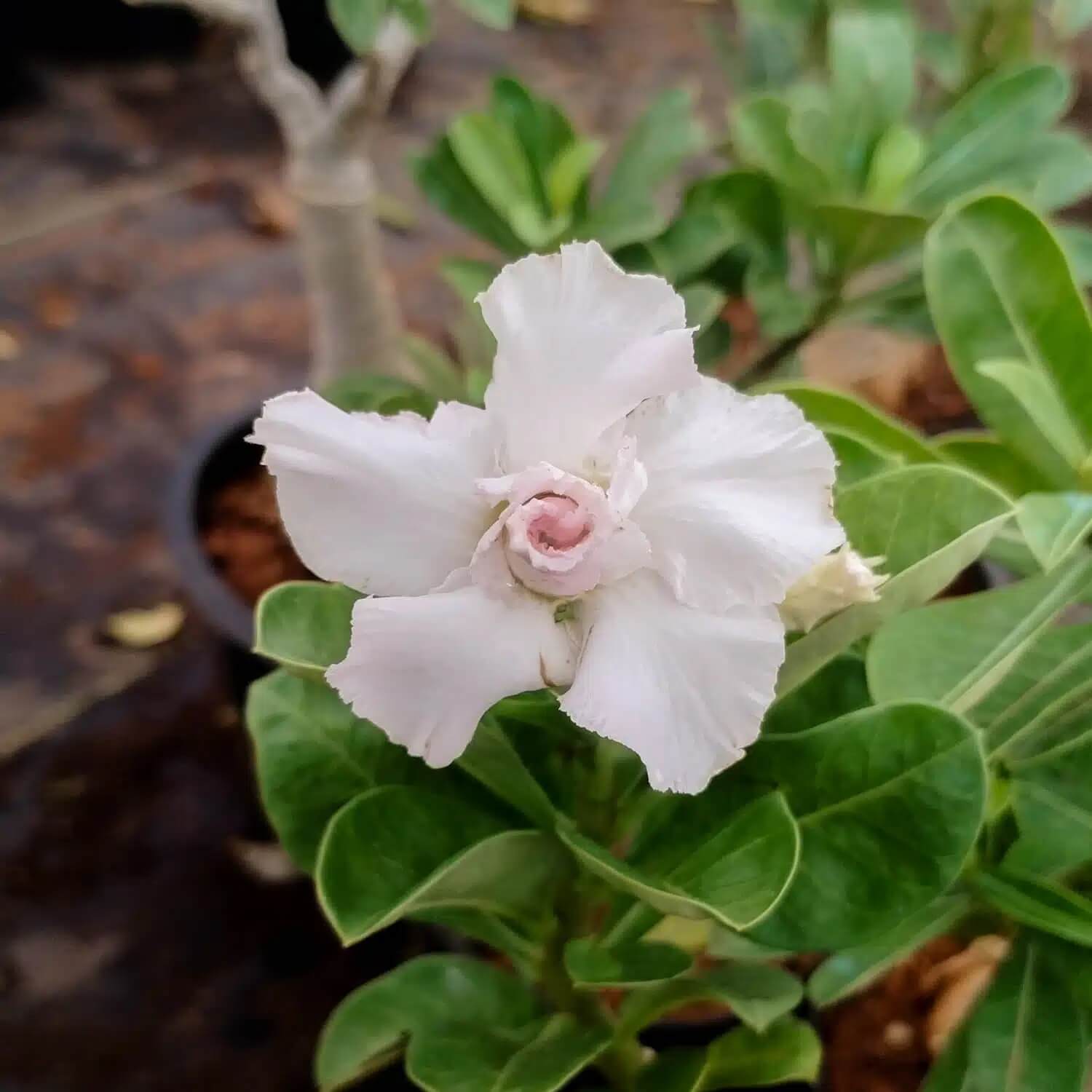 Adenium Seeds – White