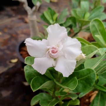 Adenium Seeds – White