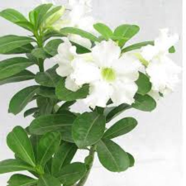 Adenium Seeds – White