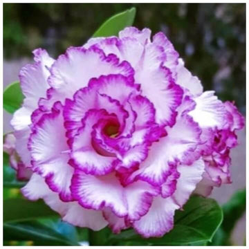 Adenium Seeds – White Purple