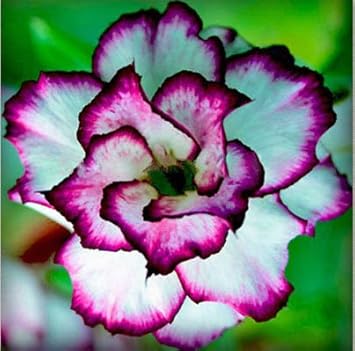 Adenium Seeds – White Purple