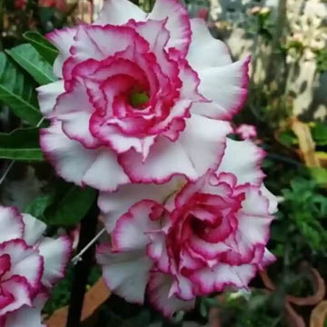 Adenium Seeds – White Purple