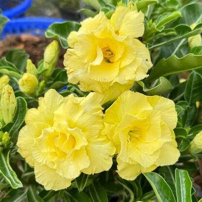 Adenium Seeds – Yellow