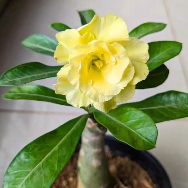 Adenium Seeds – Yellow
