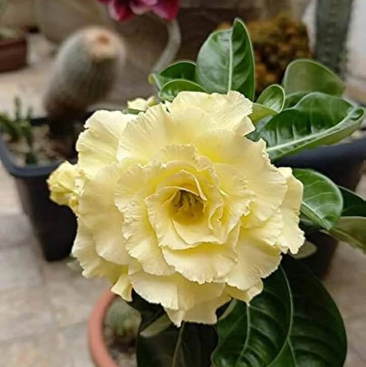 Adenium obesum Seeds – Light Yellow