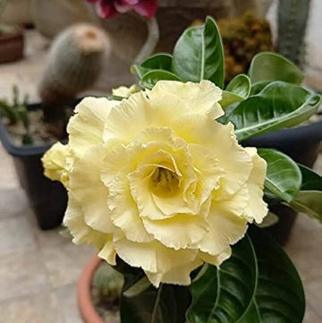Adenium obesum Seeds – Light Yellow