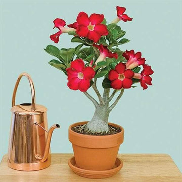 Adenium obesum Seeds – Pink