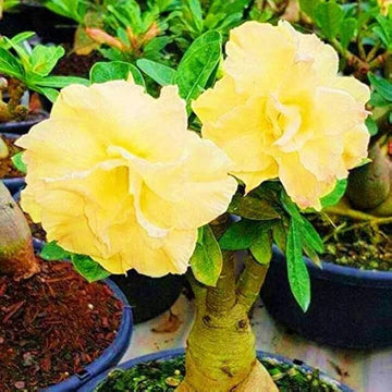 Adenium obesum Seeds – Light Yellow