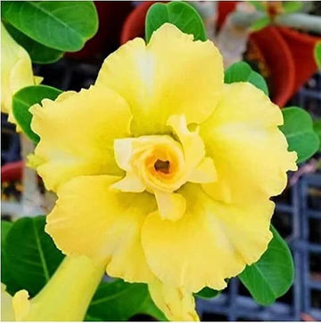 Adenium obesum Seeds – Light Yellow