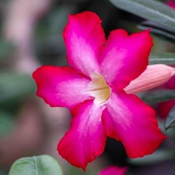 Adenium obesum Seeds – Pink
