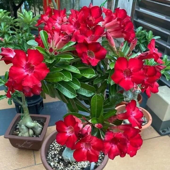 Adenium obesum Seeds – Pink