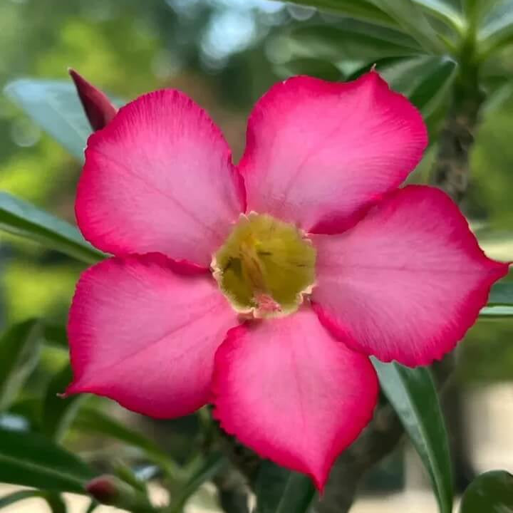 Adenium obesum Seeds – Thick Pink