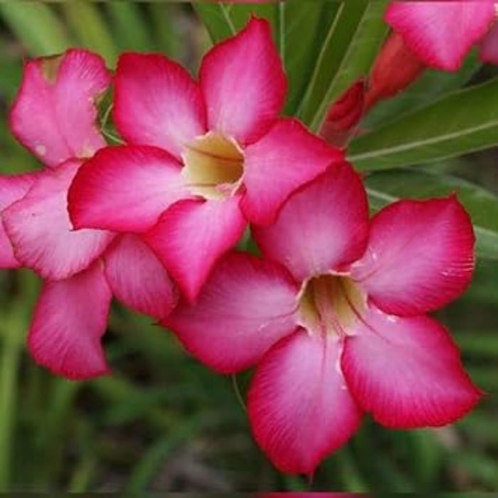 Adenium obesum Seeds – Thick Pink