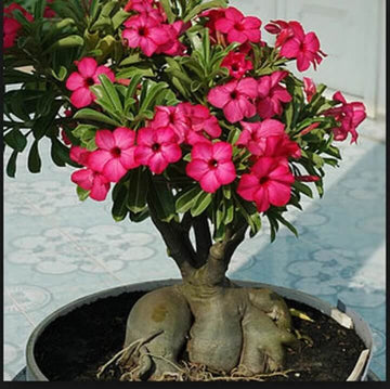 Adenium obesum Seeds – Thick Pink