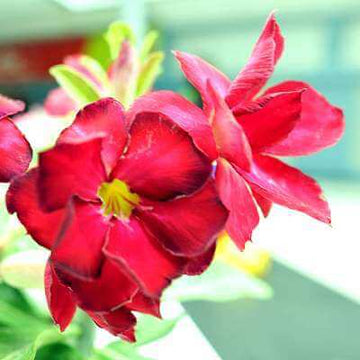 Adenium rose Seeds – Red