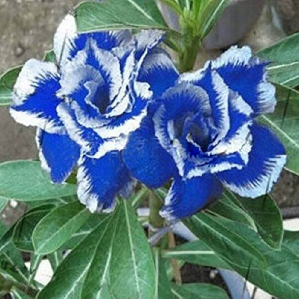Adenium rose Seeds – Blue White