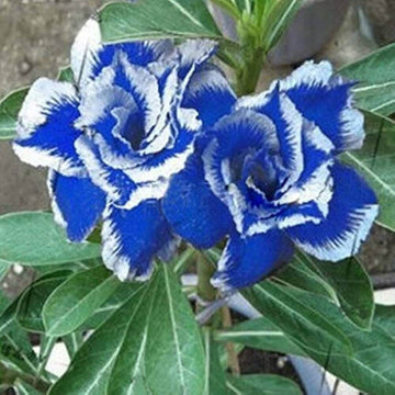 Adenium rose Seeds – Blue White