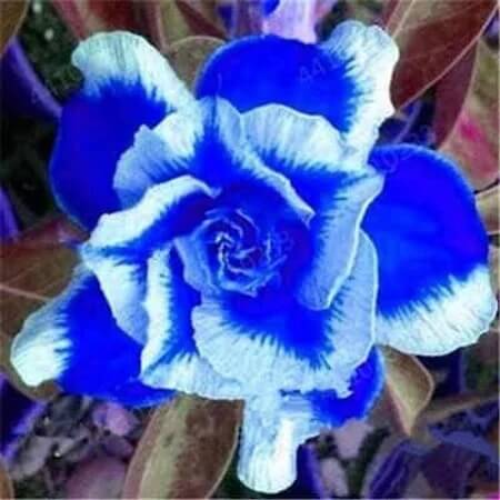 Adenium rose Seeds – Blue White